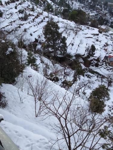 a snow covered hill with trees and bushes at Him Monal Homestay in Mukteswar