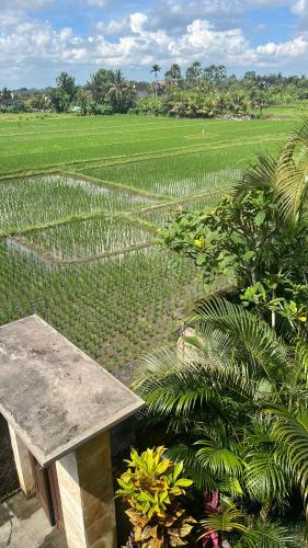 a bench sitting in front of a field of plants at Heaven Villa Ubud in Ubud