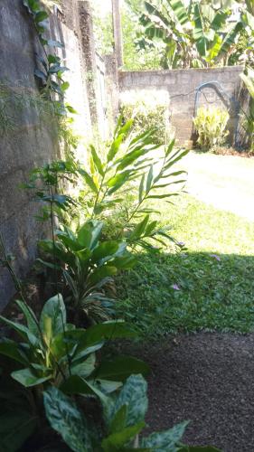 a plant in a garden next to a wall at King Elephant, Homestay Pinnawala in Rambukkana