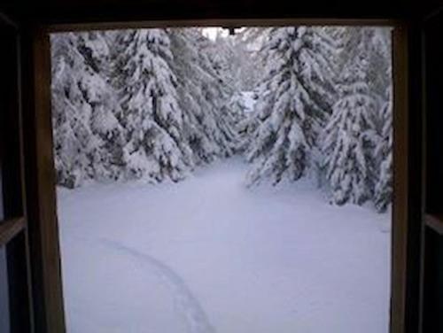 a window view of a snow covered forest with trees at Chalet Gulas - La Punt-Chamues-ch in La Punt-Chamues-ch