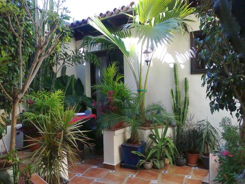 a bunch of plants in a courtyard at Apartamentos Monasterio de San Antonio - Rustikales Apartment mit kleiner Innenhofterrasse in Icod de los Vinos