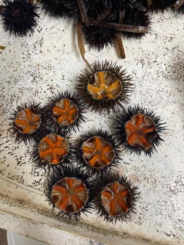 a group of chocolate cupcakes sitting on a table at Tina's House in Barletta