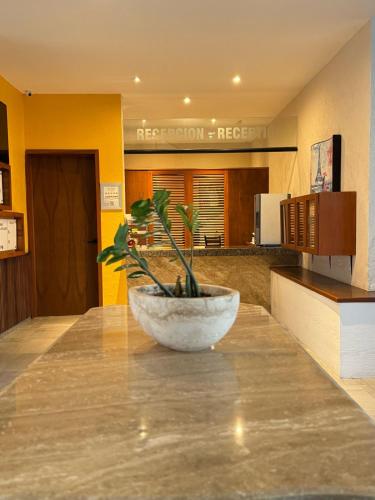 a potted plant sitting on top of a kitchen counter at Hotel Boutique La Toja Campeche in Campeche