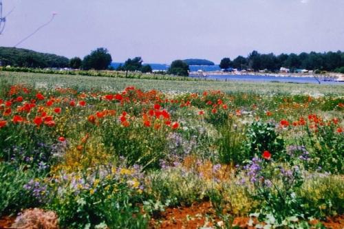 a field full of flowers with the ocean in the background at Olivia Valkanela App 3 in Vrsar
