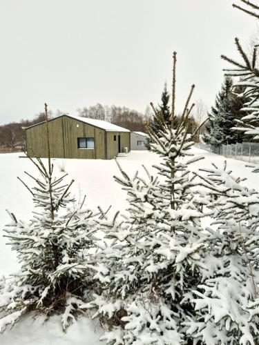a group of trees covered in snow in front of a building at Kaštonų krantas in Antotylʼtse