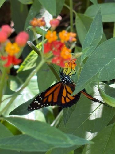 a monarch butterfly perched on a plant with flowers at T.Cole’s Holiday Rental in Saint James