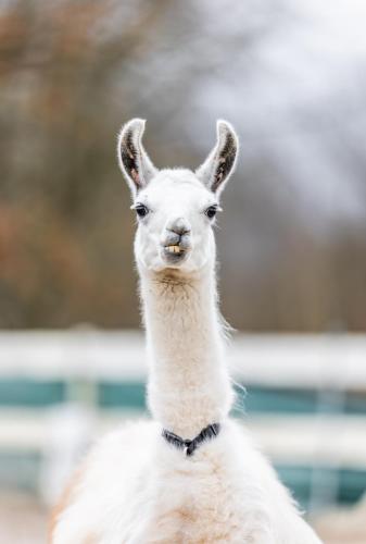 a close up of a llama looking at the camera at Penzion Merica in Bor