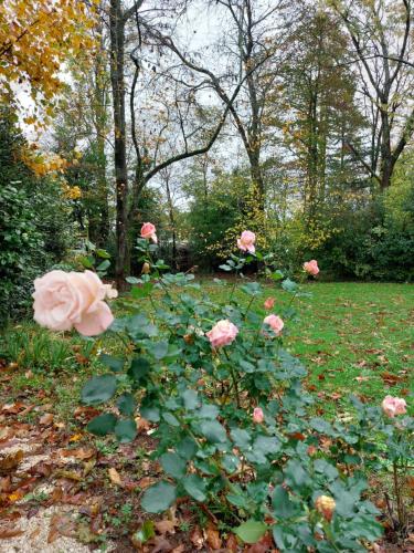 un groupe de roses roses en champ dans l'établissement Le pré de Bonhomme, à Le Mazeau