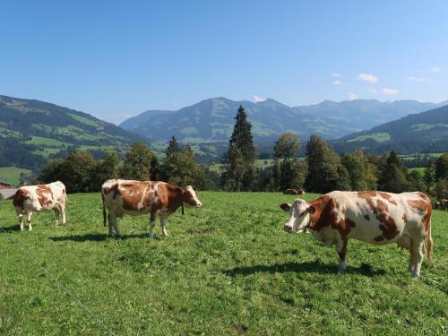 three cows are standing in a field of grass at Ferienwohnung Prent WILD024 by FeWo-PLAN in Dorf
