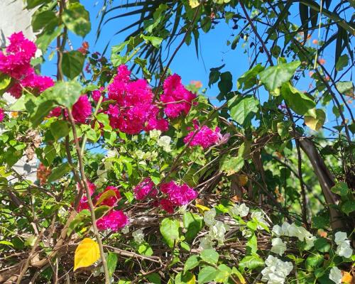 a bunch of pink flowers in a bush at Camotes Harmony in Camotes Islands