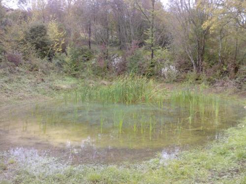 a pond in a field with grass and trees at Osterija Na Planinci in Divača