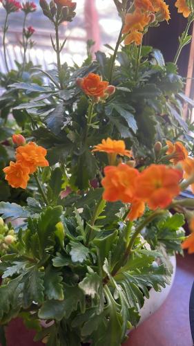 a vase filled with orange flowers on a table at Jazel Guest House in Kazarman