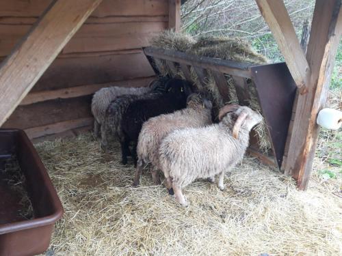 a group of sheep eating hay from a feeder at Ferienwohnung Hörlkofen in Wörth
