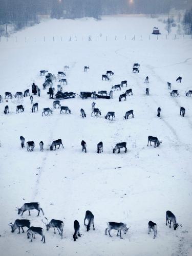 a group of animals grazing in the snow at Aurora Igloo Fireplace-heated Tents in a secret forest with private Jacuzzi and shared sauna bathroom and dog friendly in Rovaniemi