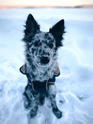 a small dog standing in the snow with snow in its mouth at Aurora Igloo Fireplace-heated Tents in a secret forest with private Jacuzzi and shared sauna bathroom and dog friendly in Rovaniemi