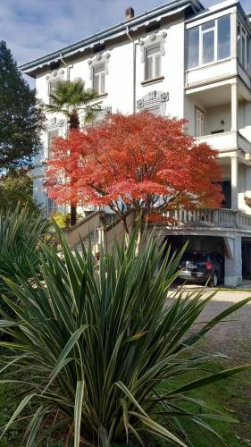 a red tree in front of a white building at Villa Sapi in Arcisate