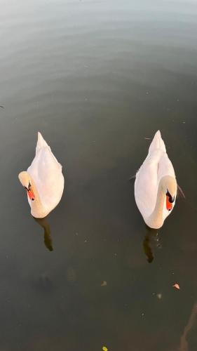 two white swans are swimming in the water at Oh, Mon Bateau! No running water, bez tekuce vode in Belgrade