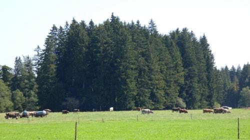 a herd of cattle grazing in a field with trees at Ferienwohnung Nr 3, Lechbruck-Gründl, Allgäu in Prem