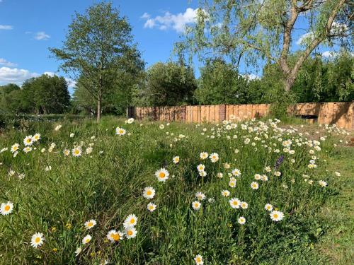 a field of flowers in front of a wooden fence at Alter Gasthof Seminar- und Gästehaus Spreewald in Jehschen