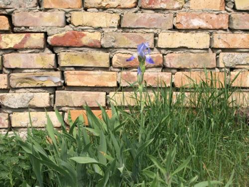 a blue flower in front of a brick wall at Ferienwohnung Land Fleesensee 659-01 in Göhren-Lebbin