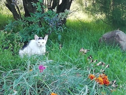 a white cat sitting in a field of grass at Ferienwohnung Land Fleesensee 659-01 in Göhren-Lebbin