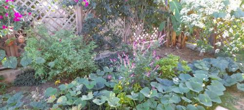 a garden with many different plants and flowers at Chambre créole et sa salle de bain chez Michelle in La Désirade