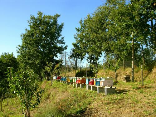 Taman di luar Agriturismo Angiò nel Cerè