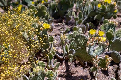 a group of cacti and yellow flowers on the ground at Tumbleweed charm of the Bus Stop Saloon in Cave Creek