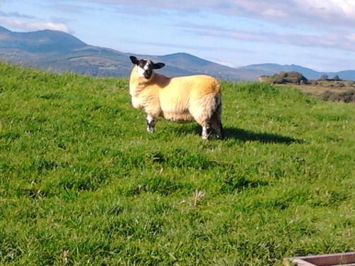 a sheep standing in a field of grass at Westland Apartment No. 2 in Ardea