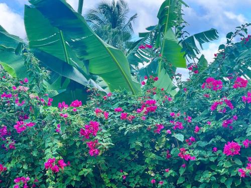Jardín al aire libre en Mada'Zen
