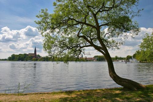a tree sitting on the shore of a lake at Am Hafen3 in Röbel