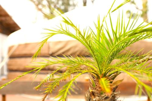 a small green plant sitting on top of a table at Glamping nijo in Itoshima - Vacation STAY 71943v in Itoshima