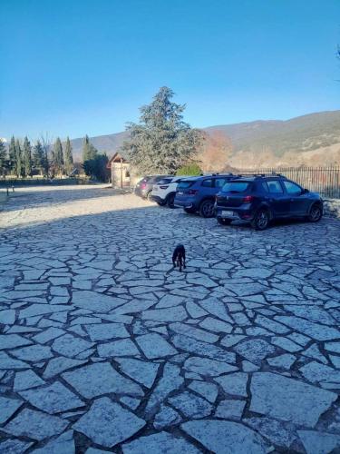 a black cat walking in a parking lot with cars at Chalet Styga Kalavrita in Kalavrita