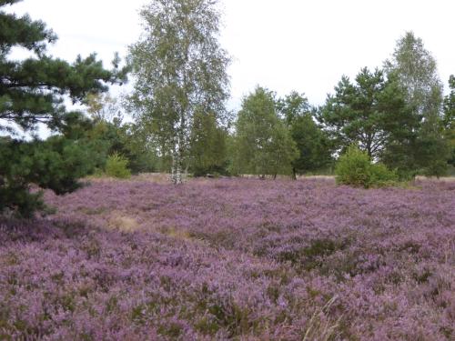 a field of lavender in the woods at Wassermühle Stemmen in Kirchlinteln