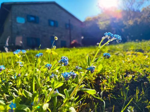 a field of blue flowers with a barn in the background at casa al taverni in Falciano