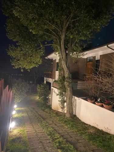 a tree on a sidewalk next to a building at night at B&B Buongiorno Caprarola in Caprarola