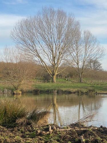 a tree sitting next to a body of water at B&B Buongiorno Caprarola in Caprarola