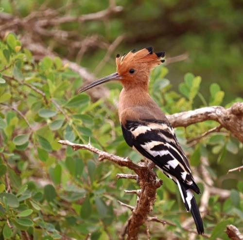 キャンプ場の敷地内または近くにいる動物