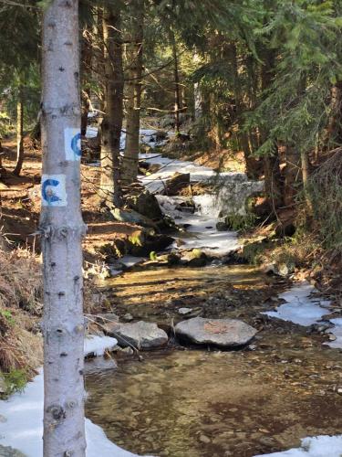 a stream in a forest with snow and trees at Luxusný apartmán Karolína in Telgárt