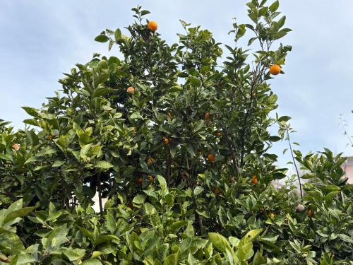 an orange tree filled with lots of oranges at VILLA Henry in Playa de Palma
