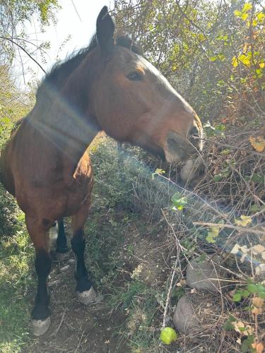 a brown horse standing in the grass near some trees at Cabaña Refugio campestre in Rinconada de Silva