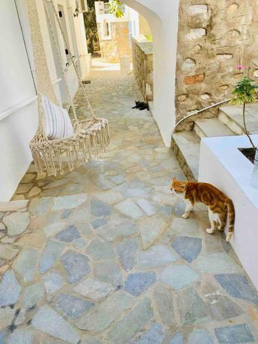 a cat is standing on a stone floor at Love Limni No 1 in Peaceful Poseidonia in Posidhonía