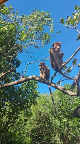 two chimpanzees are sitting on a tree branch at RKO Villa27 - Unawatuna in Habaraduwa