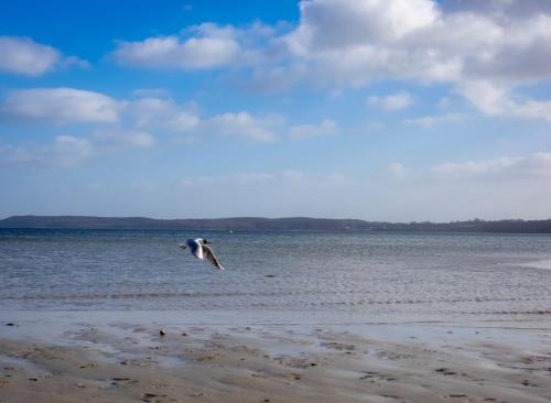 a bird flying over the water on a beach at MeerZeit hoch2 in Langballig