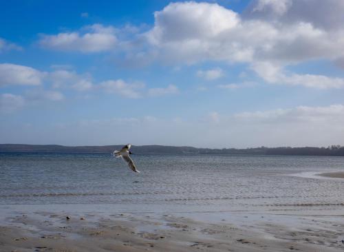 a bird flying over the water on a beach at MeerZeit hoch2 in Langballig