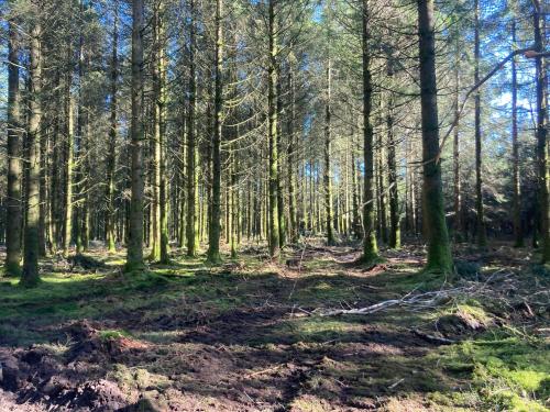 a wooded area with trees and shadows on the ground at Le love van in Tronquoy