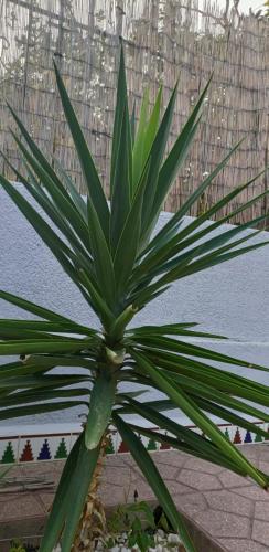 a plant with green leaves in front of a building at Muy bien in San Javier