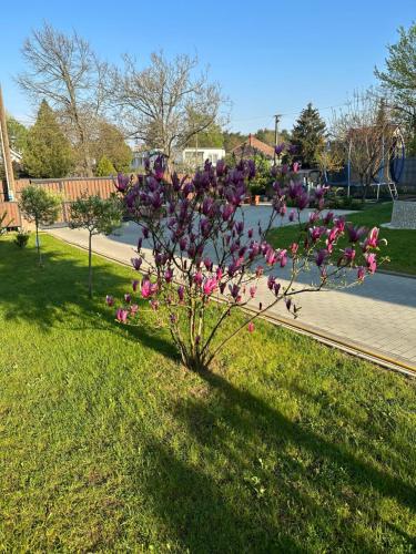 a bush with pink flowers in the grass at Bor, Villa, Sóstó in Nyíregyháza