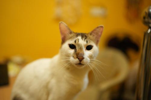 a white cat is looking at the camera at Healing Home And Hostel Auroville in Puducherry
