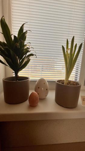 three plants are sitting on a window sill at Rezidencia pod Zámkom Bojnice Apartmán Luna in Bojnice